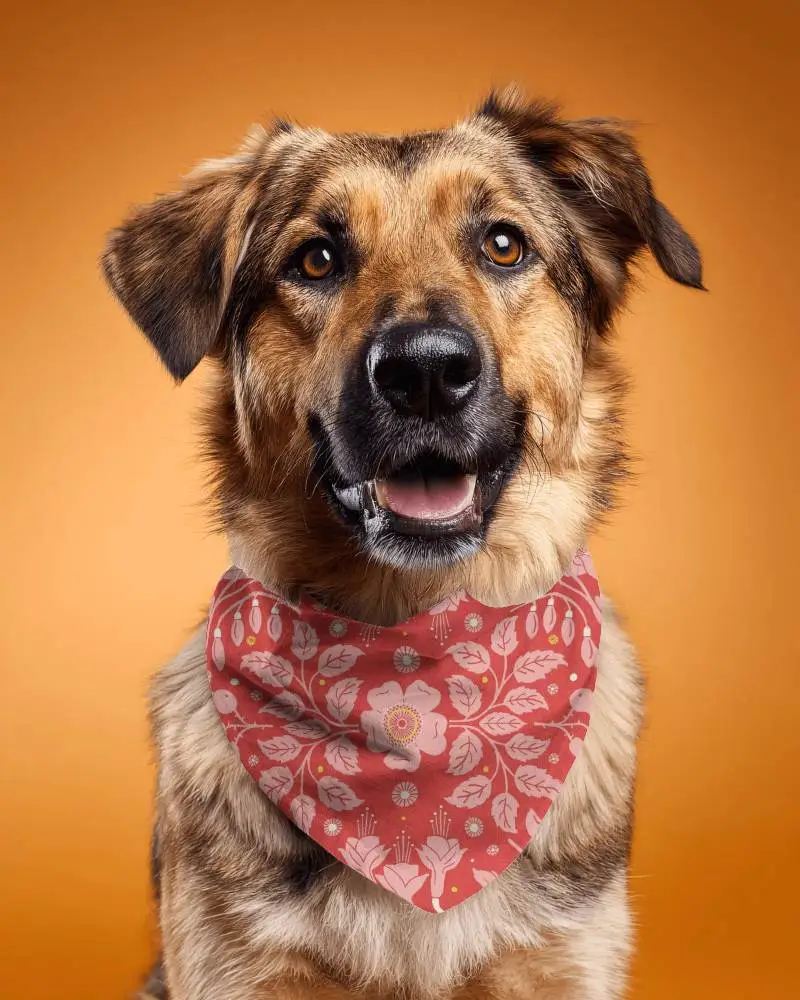 Cute Dog Wearing Soft Fabric Bandana Mockup Fashion Accessory Casual Style Portrait