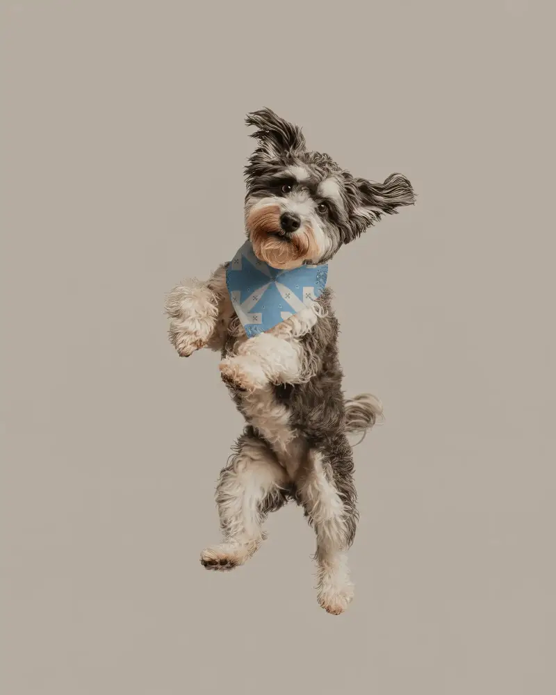 Jumping Cute Dog Model With Bandana Mockup For Promoting Pet Fashion And Accessories