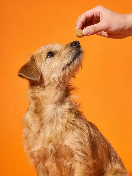 Pet Care