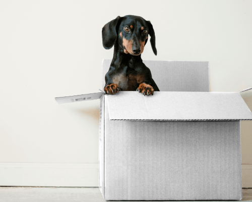 Box Mockup With Cute Dog Inside It