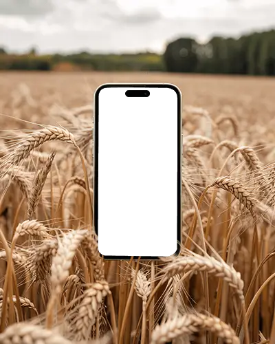 Iphone 16 Mockup Floating In Wheat Field With Golden Harvest Vibes And Blurred Tree Line