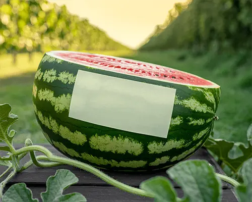Half Cut Watermelon Display With Customizable Sticker Mockup In Outdoor Garden Setting