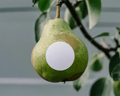 Round Sticker Mockup On Natural Hanging Fruit For Organic Branding And Packaging Design