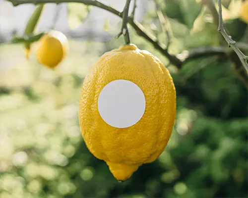Blank Circular Sticker Mockup On Fresh Lemon Fruit Attached To Branch In Garden